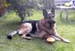 photo de chien berger allemand ralis en portrait.